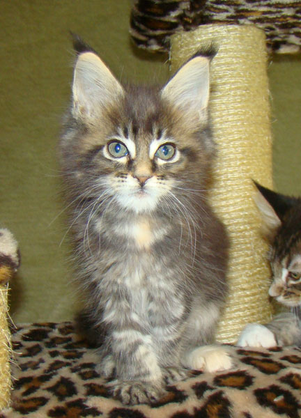     Catsvill County!   !    !       !!!    Catsvill County +7-926-544-74-09     .   ,   ,   ,    ,   ,  ,     ,   -,    ,   !